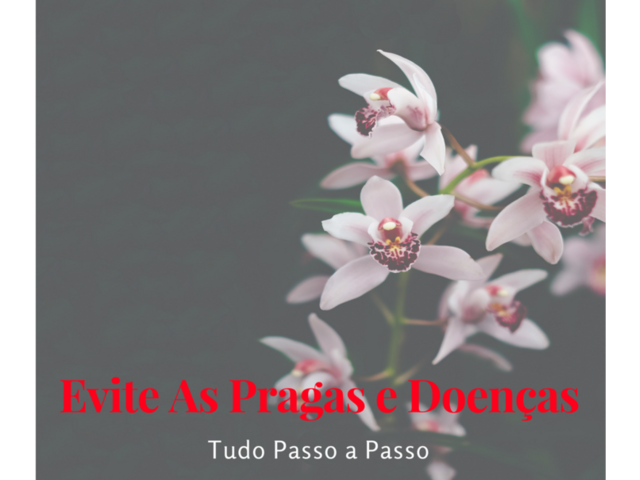 Curso de com Cuidar de Orquídeas