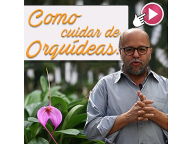 Curso on line gratuito de cultivo de orquideas